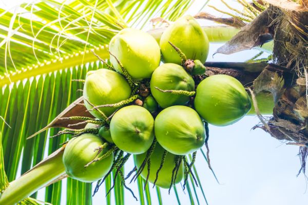 हरा नारियल पानी पीने के नुकसान (Green Coconut Water Ke Nuksan )