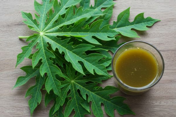 Home Remedies for Chikungunya (घरेलू उपचार)