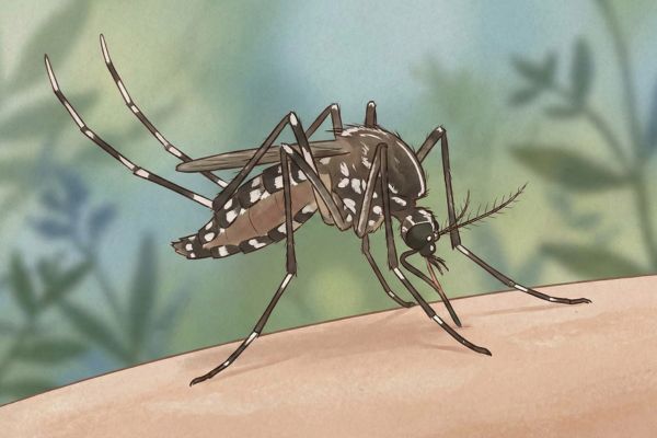 Chikungunya Kaise Hota Hai?